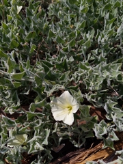 Calystegia malacophylla