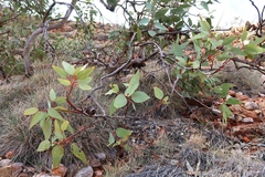 Eucalyptus youngiana