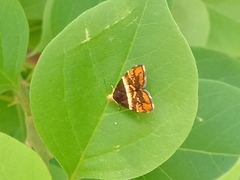 Choreutis argoxantha