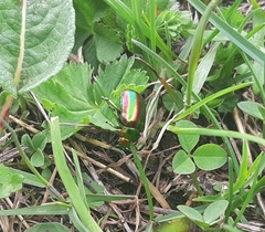 Oreina speciosa