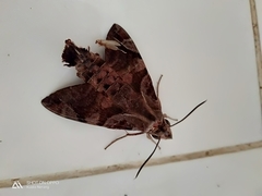 Macroglossum troglodytus