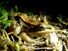 Leptodactylus insularum