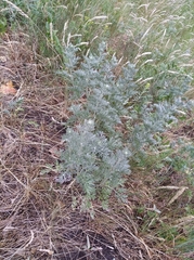 Artemisia absinthium