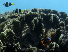 Amphiprion rubrocinctus