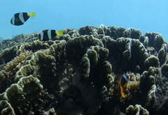 Amphiprion rubrocinctus