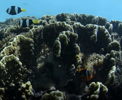 Amphiprion rubrocinctus