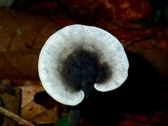 Sanguinoderma rugosum