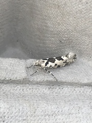 Ypsolopha sequella