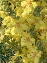 Verbascum speciosum