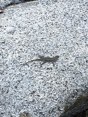 Sceloporus graciosus