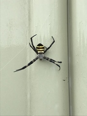 Argiope aetherea