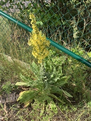 Verbascum speciosum