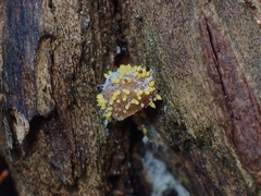 Neobarya agaricicola