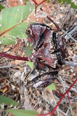 Eucalyptus youngiana