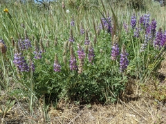 Lupinus lepidus confertus