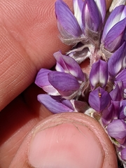 Lupinus lepidus confertus