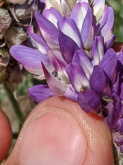 Lupinus lepidus confertus