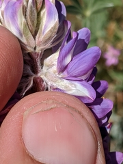 Lupinus lepidus confertus