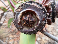 Eucalyptus youngiana