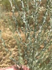 Artemisia frigida