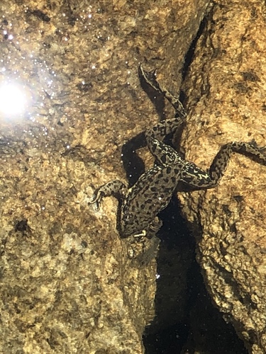 iNaturalist observation photo of Sierra Nevada Yellow-legged Frog