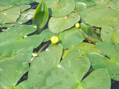 Nuphar × spenneriana