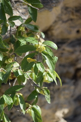 Neopringlea integrifolia