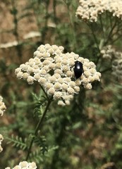 Achillea millefolium