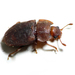 Rufous Sap Beetle - Photo (c) Ashley M Bradford, some rights reserved (CC BY-NC), uploaded by Ashley M Bradford