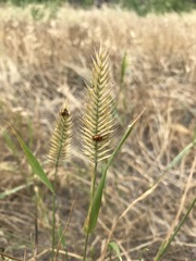 Agropyron cristatum
