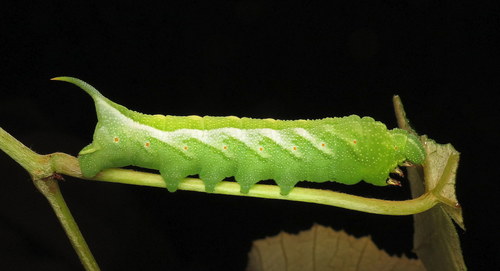 Virginia Creeper Sphinx