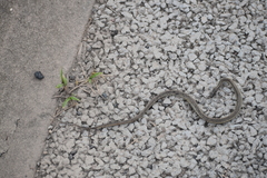 Thamnophis validus thamnophisoides