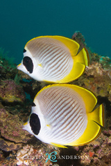 Chaetodon adiergastos