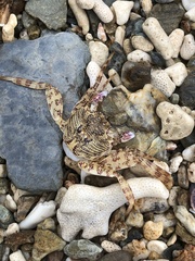 Grapsus albolineatus