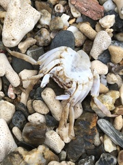 Grapsus albolineatus