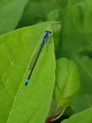 Ischnura elegans