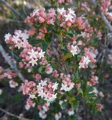 Pomaderris obcordata