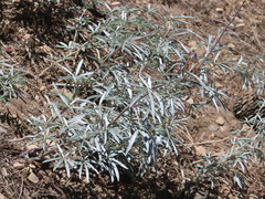 Lupinus elatus