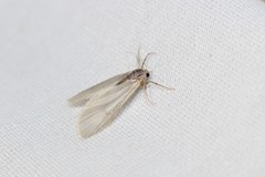 Acentria ephemerella