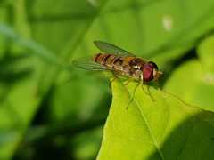 Episyrphus balteatus