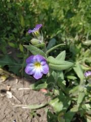 Nonea versicolor