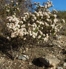 Pomaderris obcordata