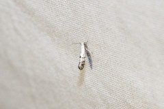 Argyresthia thuiella