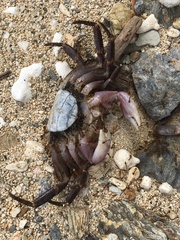 Geograpsus grayi