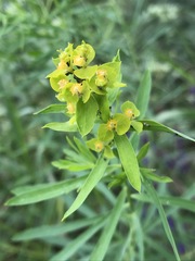 Euphorbia