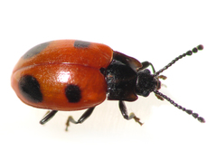 Endomychus biguttatus