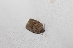 Choristoneura conflictana