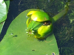 Nuphar × spenneriana