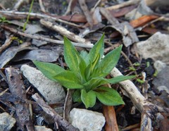 Pterostylis plumosa