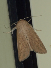 Mythimna semicana